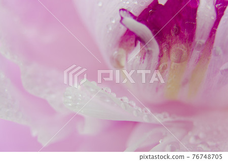 這是一張粉紅色和白色牡丹花的特寫照片。 76748705