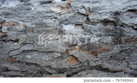 Larch bark background, photo tree bark, coniferous species 76748842