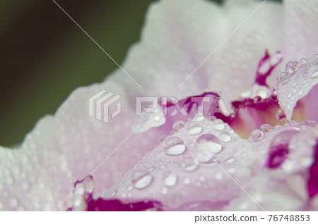 這是一張粉紅色和白色牡丹花的特寫照片。花瓣上有水珠。 76748853