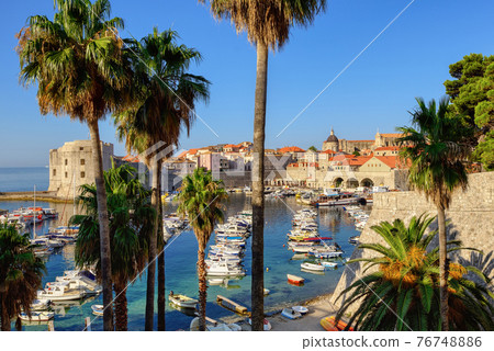 Dubrovnik, Croatia, palm trees in the old port 76748886
