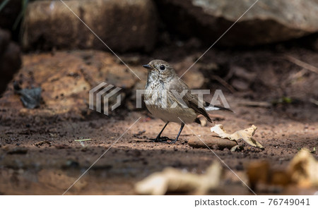 Asian Brown Flycatcher on ground. Asian Brown Flycatcher on ground. 76749041