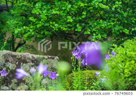 Kikyo taken at Tentoku-in Temple, Tofukuji Temple, Higashiyama-ku, Kyoto 76749603