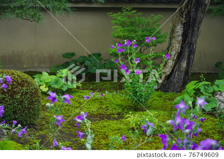 Kikyo taken at Tentoku-in Temple, Tofukuji Temple, Higashiyama-ku, Kyoto 76749609