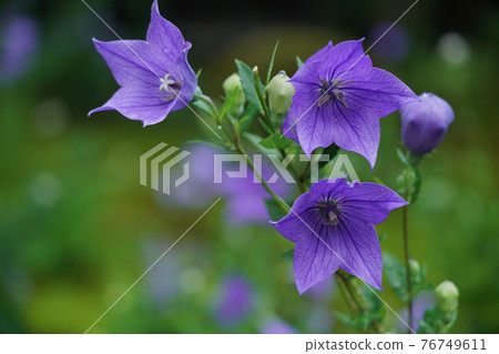 Kikyo taken at Tentoku-in Temple, Tofukuji Temple, Higashiyama-ku, Kyoto Kikyo taken at Tentoku-in Temple, Tofukuji Temple, Higashiyama-ku, Kyoto 76749611