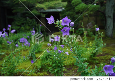 Kikyo taken at Tentoku-in Temple, Tofukuji Temple, Higashiyama-ku, Kyoto 76749612