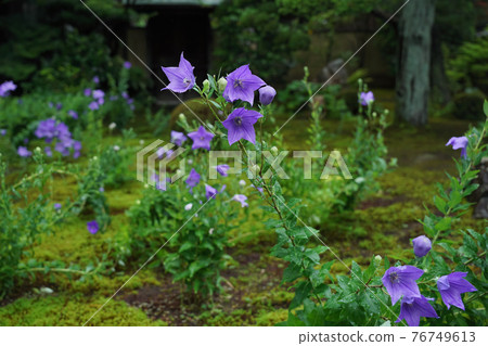 Kikyo taken at Tentoku-in Temple, Tofukuji Temple, Higashiyama-ku, Kyoto 76749613