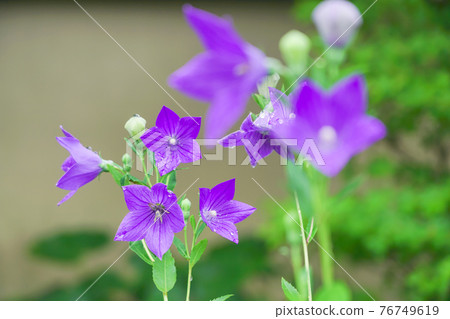 Kikyo taken at Tentoku-in Temple, Tofukuji Temple, Higashiyama-ku, Kyoto Kikyo taken at Tentoku-in Temple, Tofukuji Temple, Higashiyama-ku, Kyoto 76749619