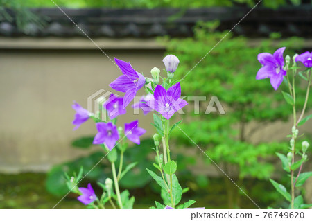 Kikyo taken at Tentoku-in Temple, Tofukuji Temple, Higashiyama-ku, Kyoto 76749620