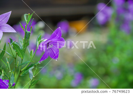 Kikyo taken at Tentoku-in Temple, Tofukuji Temple, Higashiyama-ku, Kyoto Kikyo taken at Tentoku-in Temple, Tofukuji Temple, Higashiyama-ku, Kyoto 76749623