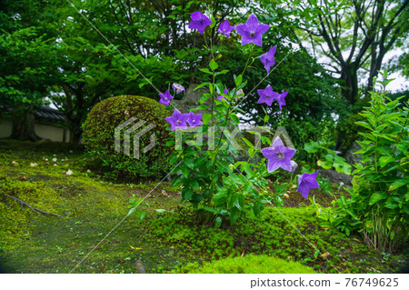 Kikyo taken at Tentoku-in Temple, Tofukuji Temple, Higashiyama-ku, Kyoto 76749625
