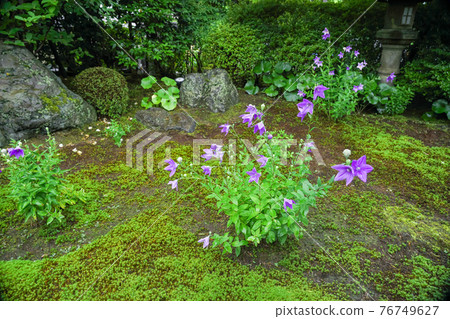 Kikyo taken at Tentoku-in Temple, Tofukuji Temple, Higashiyama-ku, Kyoto Kikyo taken at Tentoku-in Temple, Tofukuji Temple, Higashiyama-ku, Kyoto 76749627