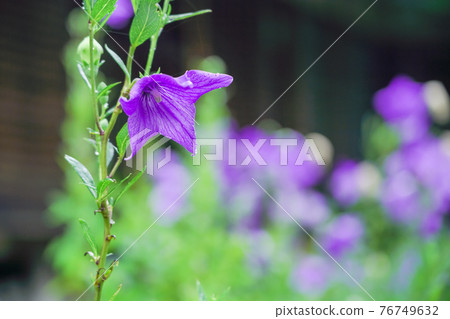 Kikyo taken at Tentoku-in Temple, Tofukuji Temple, Higashiyama-ku, Kyoto Kikyo taken at Tentoku-in Temple, Tofukuji Temple, Higashiyama-ku, Kyoto 76749632