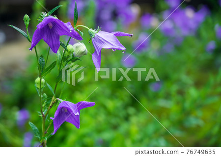 Kikyo taken at Tentoku-in Temple, Tofukuji Temple, Higashiyama-ku, Kyoto 76749635