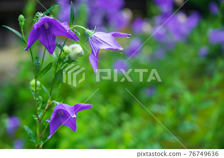Kikyo taken at Tentoku-in Temple, Tofukuji Temple, Higashiyama-ku, Kyoto 76749636