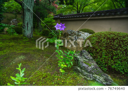 在京都東山區東福寺天德院拍攝的桔梗 在京都東山區東福寺天德院拍攝的桔梗 76749640