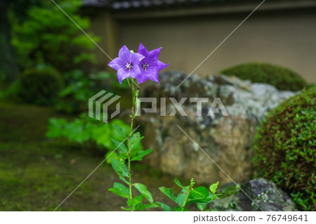 在京都東山區東福寺天德院拍攝的桔梗 76749641