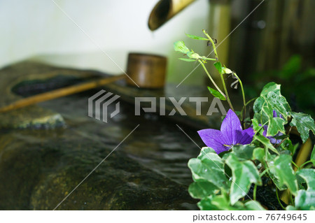 Kikyo taken at Tentoku-in Temple, Tofukuji Temple, Higashiyama-ku, Kyoto 76749645