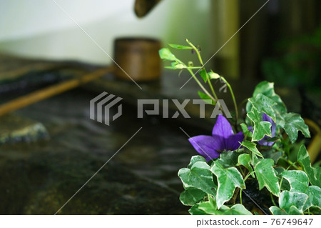Kikyo taken at Tentoku-in Temple, Tofukuji Temple, Higashiyama-ku, Kyoto 76749647