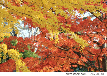 紅黃相間的秋葉林 紅黃相間的秋葉林 76750181