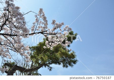 吉野櫻花樹和藍天 吉野櫻花樹和藍天 76750187