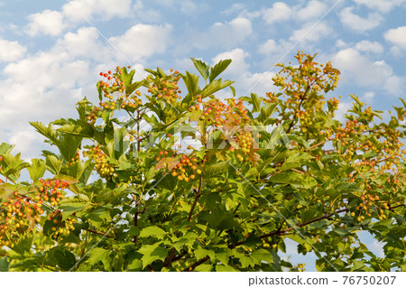 Viburnum tree with green berries and leaves. Viburnum tree with green berries and leaves. 76750207