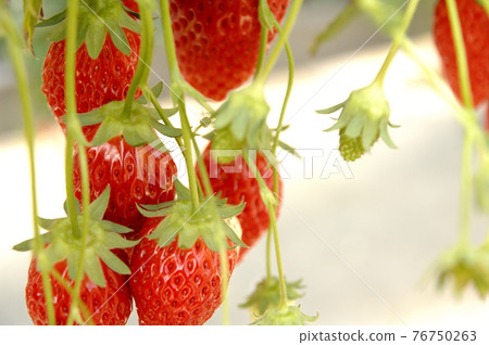 Strawberry picking Strawberry picking 76750263