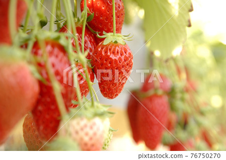 Strawberry picking Strawberry picking 76750270