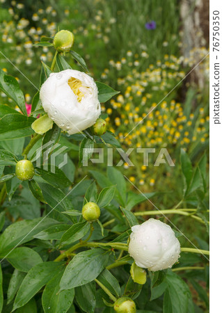 Peony buds on stem with leaves on blurred background. 76750350