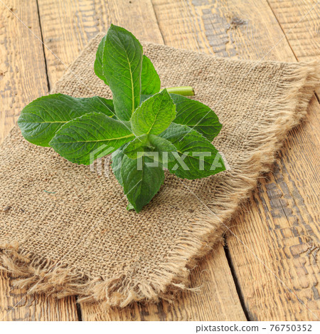 Cut branch of mint on wooden boards 76750352