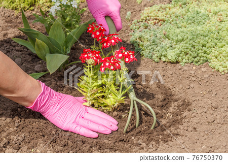 Gardener is planting vervain in a ground on a garden bed. 76750370