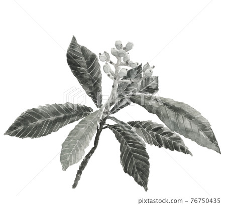 Unripe loquat seedlings with branches and leaves [ink painting style watercolor illustration] fruit fruit white background PNG material 76750435