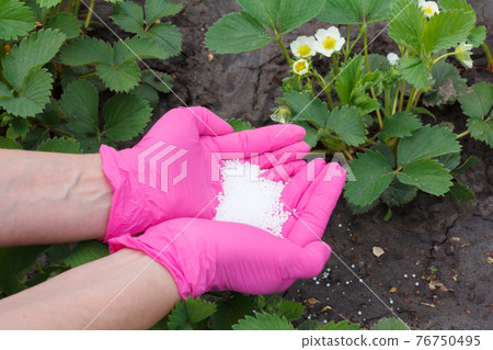 Farmer hands giving chemical fertilizer to young strawberry plants 76750495