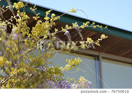 紫藤花和建築物的屋簷 紫藤花和建築物的屋簷 76750618
