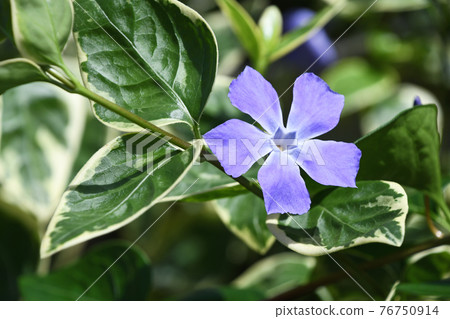 Tunnitzichiensis（藤每日草） 76750914
