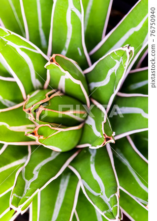 Succulent plant close-up, fresh leaves detail of Agave victoriae reginae Succulent plant close-up, fresh leaves detail of Agave victoriae reginae 76750940