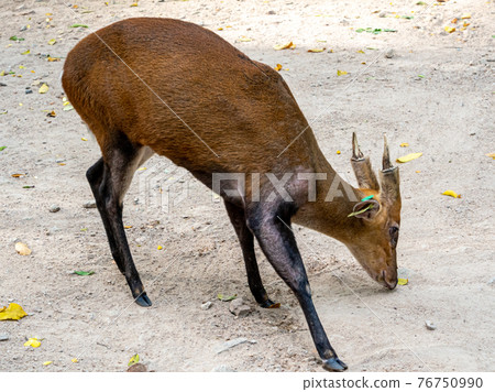 A barking deer on the dry ground raised in the zoo with a TAG attached to the ear 76750990
