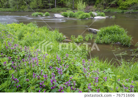 river Sazava near Smrcna, Czech Republic 76751606