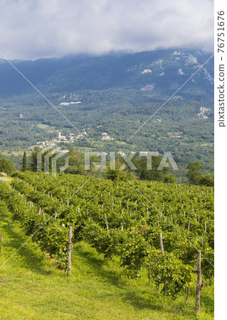 Vipava valley in Gorice region, Slovenia Vipava valley in Gorice region, Slovenia 76751676