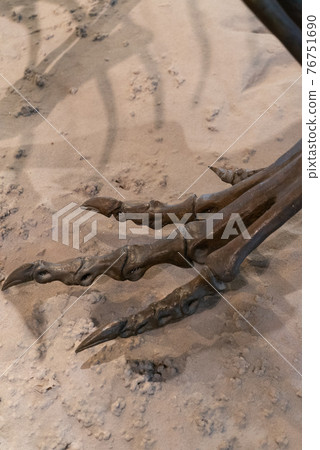 Dinosaur fossil foot up Dinosaur fossil foot up 76751690
