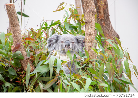 鹿兒島縣平川動物園的考拉 76751734