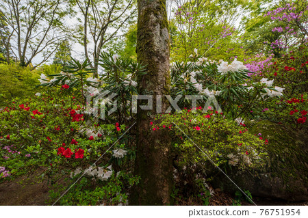 A landscape of flowers blooming in full bloom in the rainy Kamitsue Shakunage Garden A landscape of flowers blooming in full bloom in the rainy Kamitsue Shakunage Garden 76751954