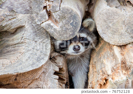 Raccoon at Hirakawa Zoo in Kagoshima Prefecture 76752128