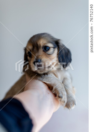 Puppy Kaninhen Dachshund Puppy Kaninhen Dachshund 76752140