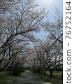 櫻桃樹 76752164