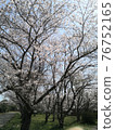 櫻桃樹 76752165