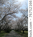 櫻桃樹 76752166