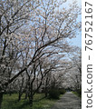 櫻桃樹 76752167
