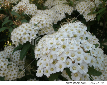White flowers of blooming Kodemari (Kotemari) 76752194