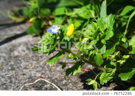 波斯Speedwell 76752286