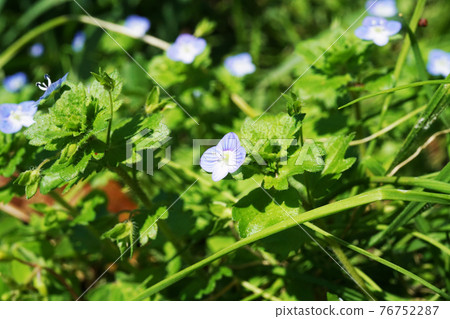 波斯Speedwell 76752287